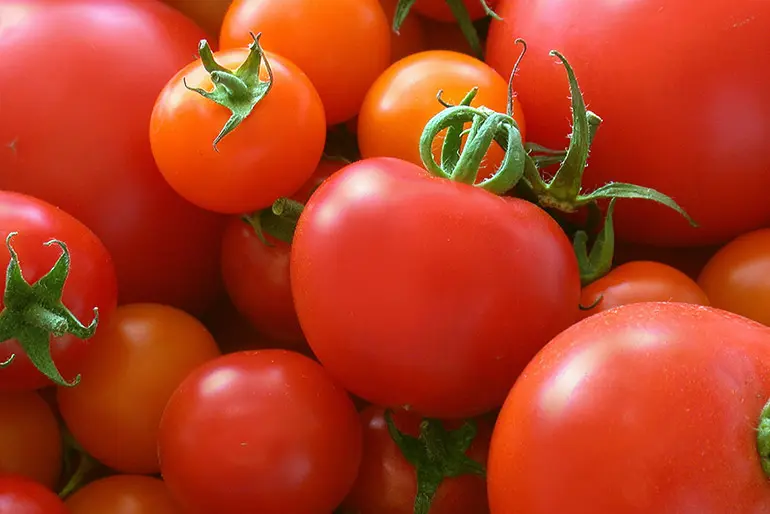 Close-up view of a cluster of ripe red tomatoes, some with green stems still attached.