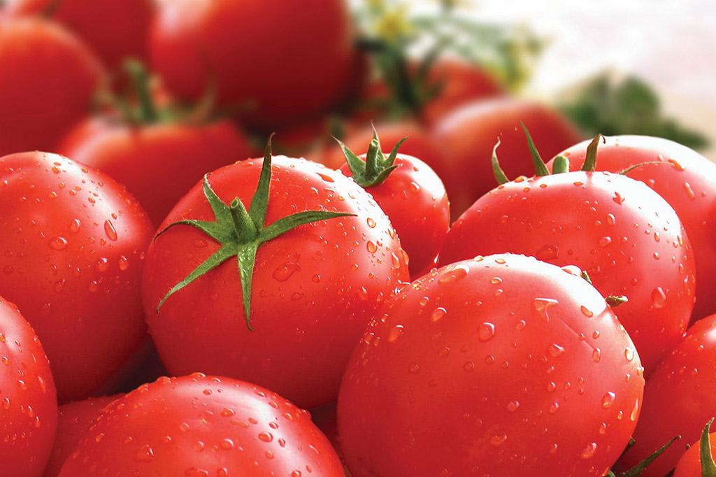 A close-up shot of several ripe, red tomatoes with water droplets on their surface. The background is blurred, showing more tomatoes.