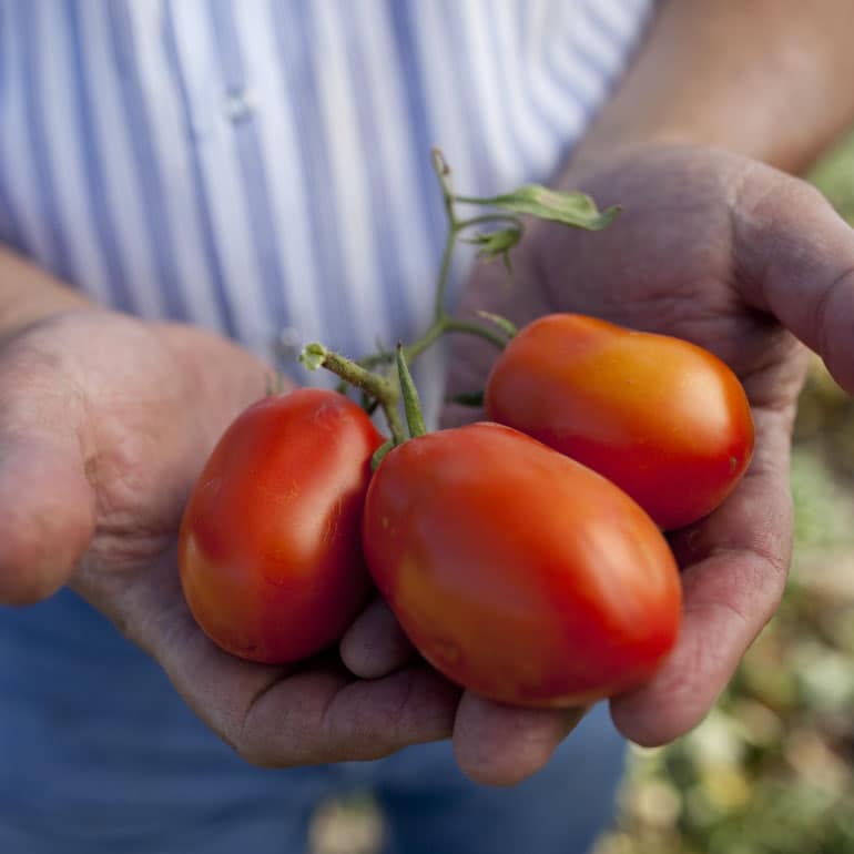 Close-up shot of 2 hands holding three organic Roma tomatoes.