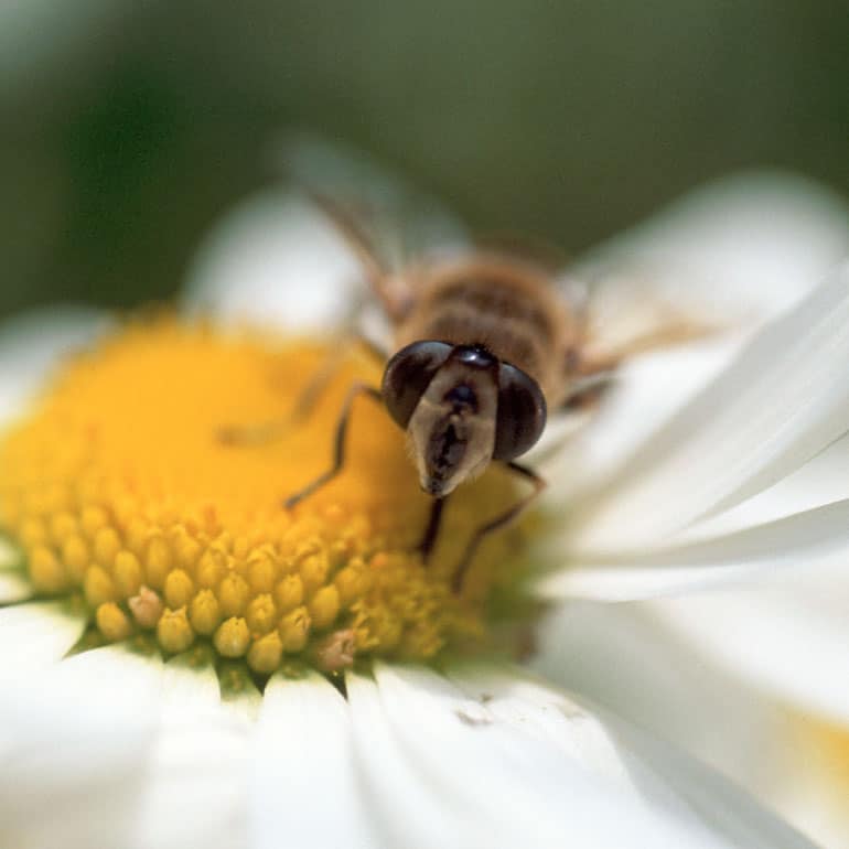 A close-up shot of a honey bee sitting on a daisy.